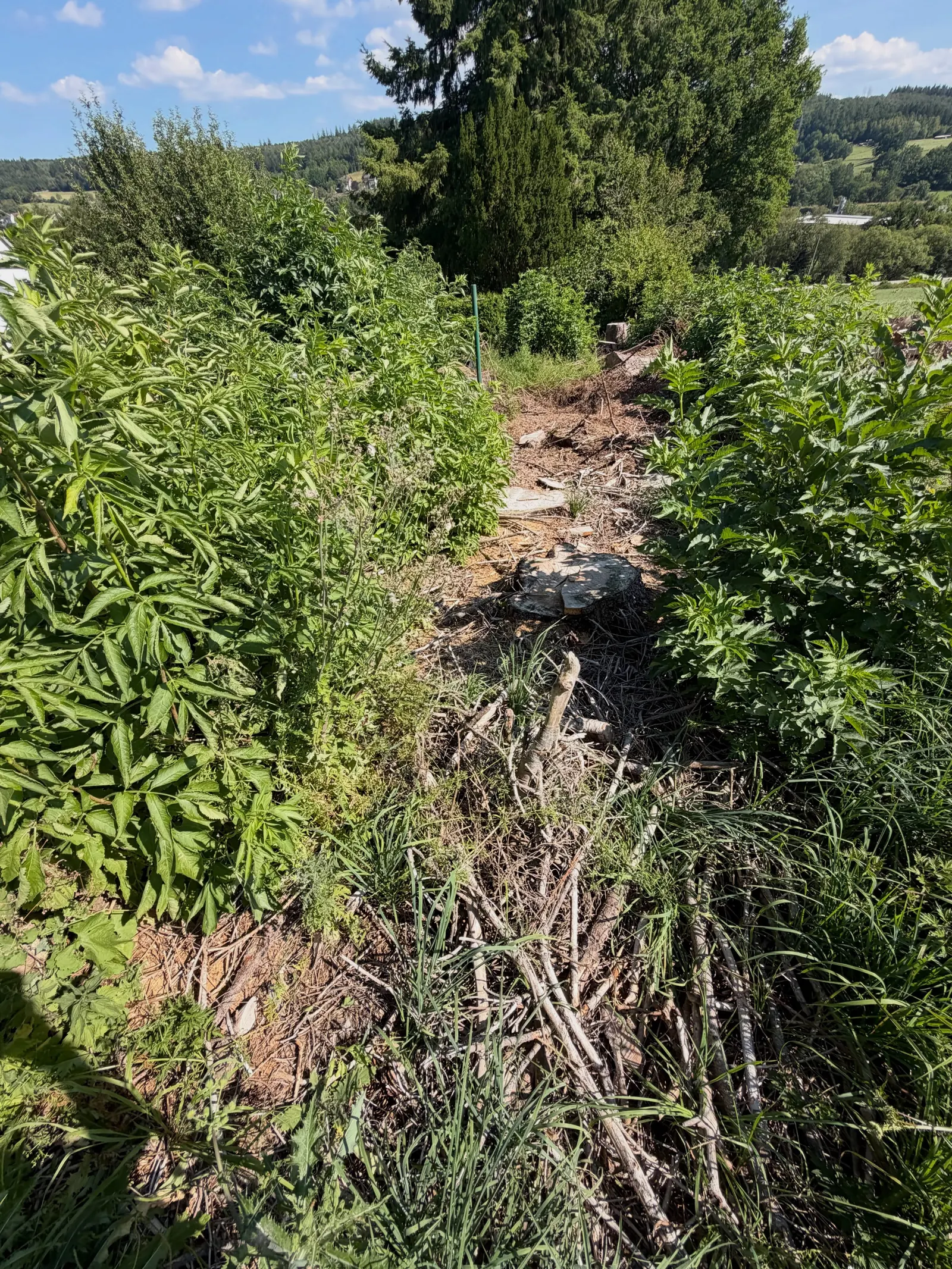 Teilweise freigelegte Fläche mit Pflanzen und Wurzeln entlang des späteren Zaunverlaufs