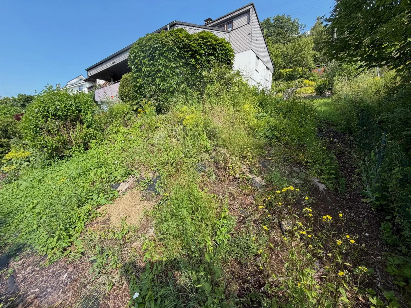 Dicht bewachsene Hangfläche mit Sträuchern und Wildwuchs neben einem Wohnhaus