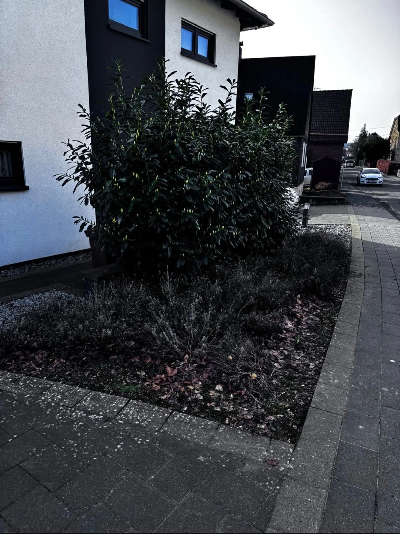 Vorgarten vor der Umgestaltung mit dichtem Strauch an einer Hausfassade